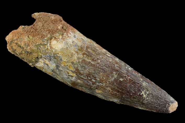 Real Spinosaurus Tooth - Large Dino Tooth #124984